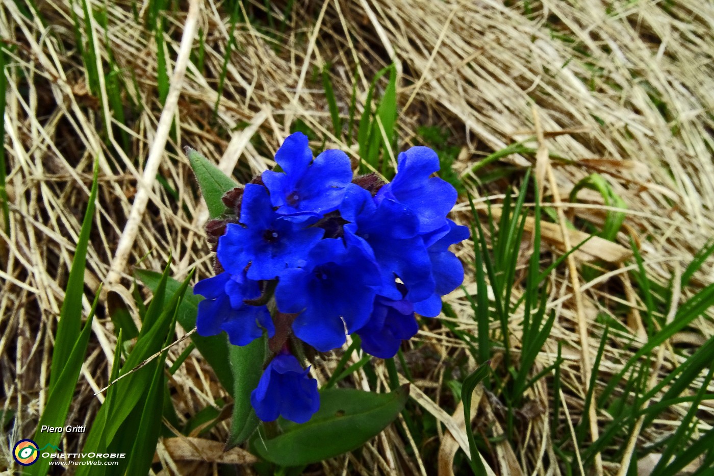 80 Pulmonaria australis.JPG -                                